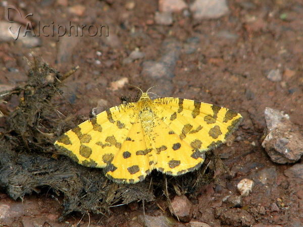 Pseudopanthera macularia