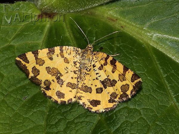 Pseudopanthera macularia