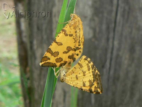 Pseudopanthera macularia