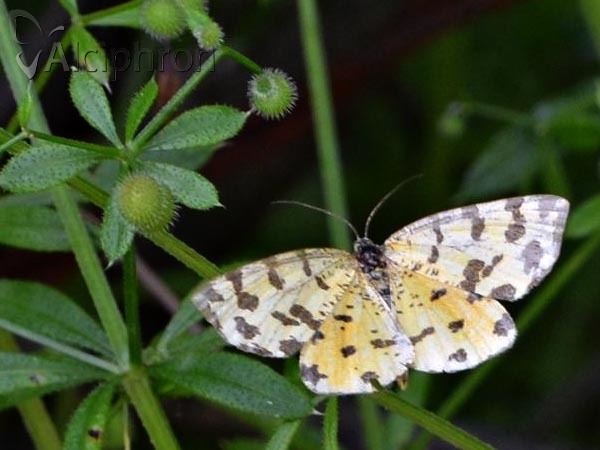 Pseudopanthera macularia