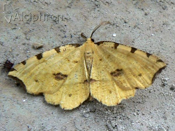 Therapis flavicaria