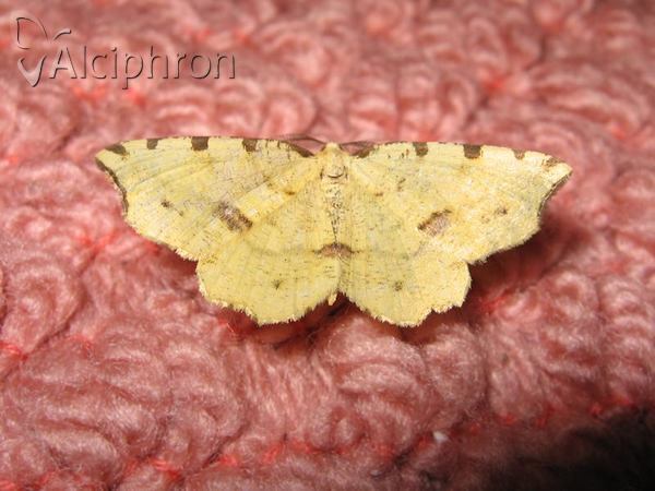 Therapis flavicaria