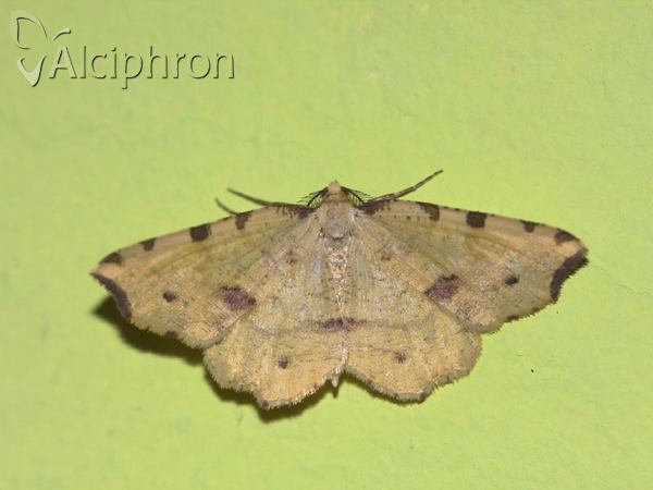 Therapis flavicaria