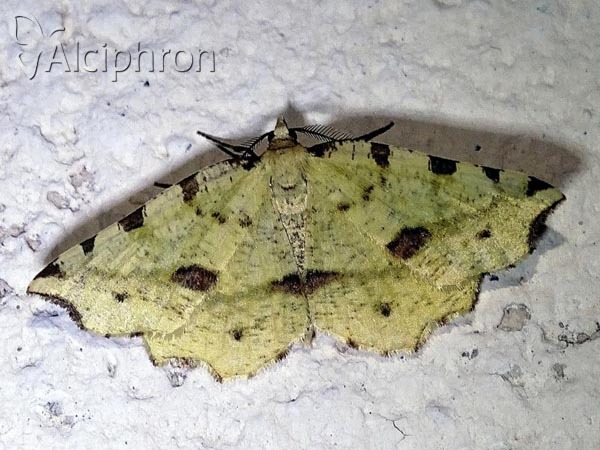 Therapis flavicaria