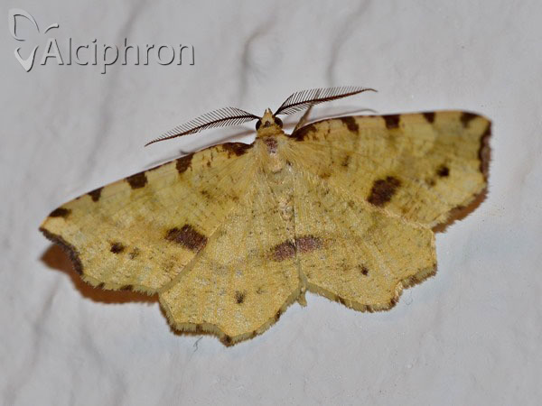 Therapis flavicaria