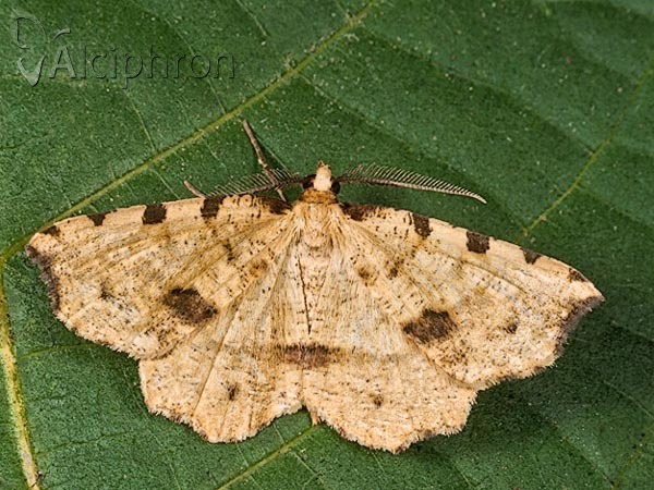 Therapis flavicaria