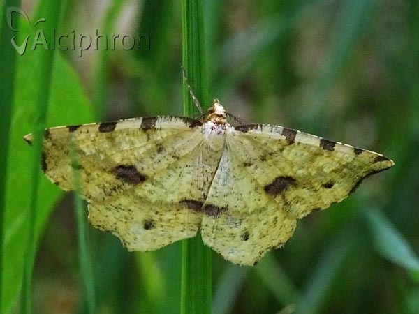 Therapis flavicaria