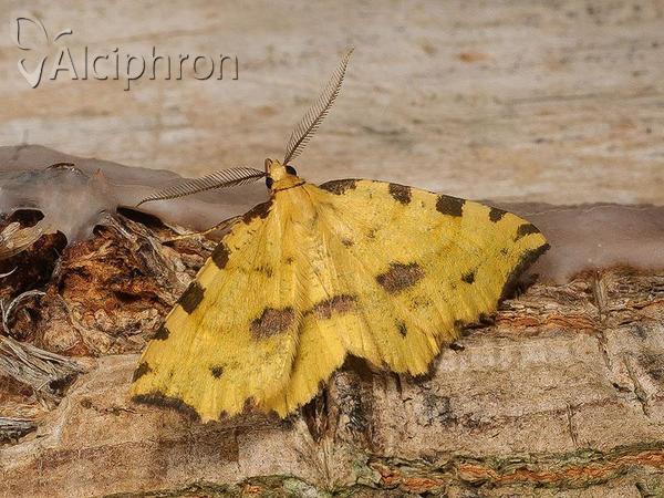 Therapis flavicaria