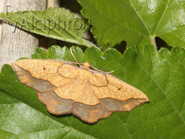 Epione repandaria