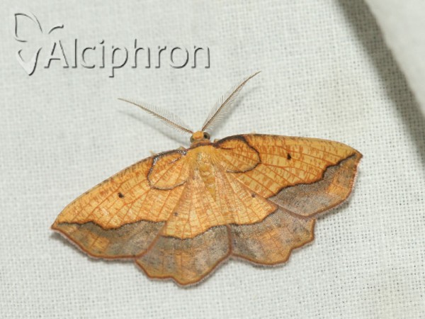 Epione repandaria