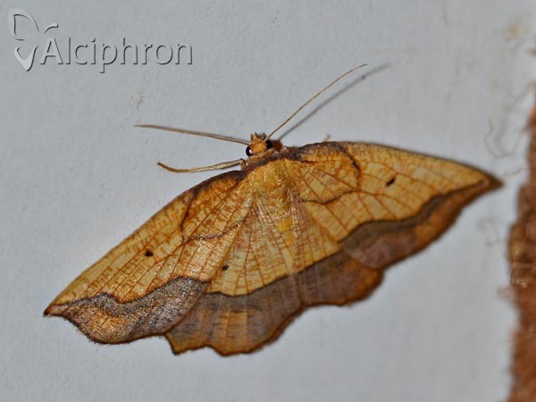 Epione repandaria