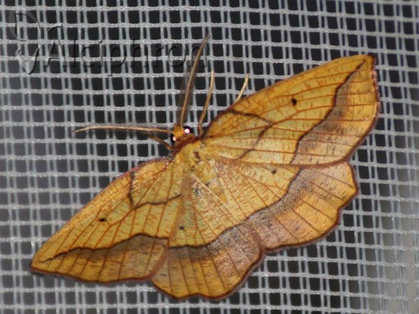 Epione repandaria