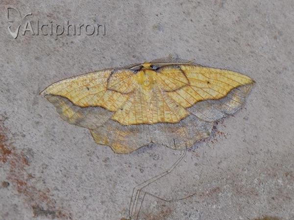 Epione repandaria