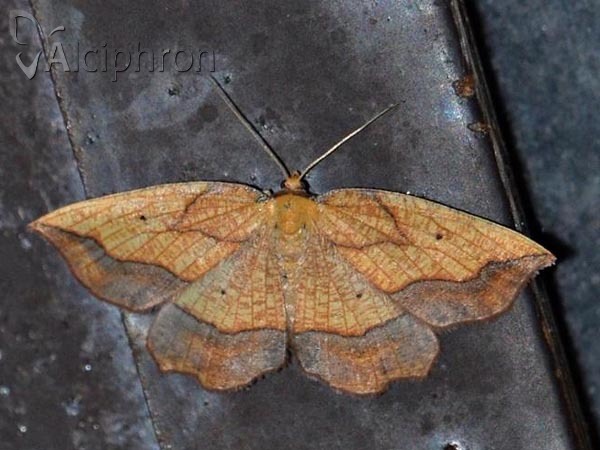 Epione repandaria