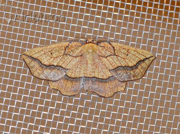 Epione repandaria