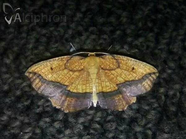 Epione repandaria