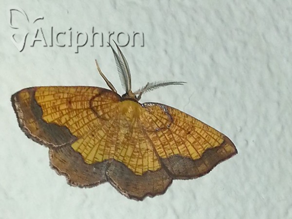 Epione vespertaria