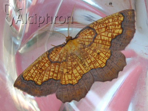 Epione vespertaria
