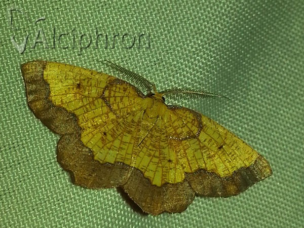 Epione vespertaria