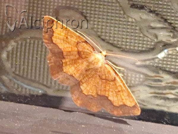 Epione vespertaria