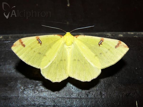 Opisthograptis luteolata