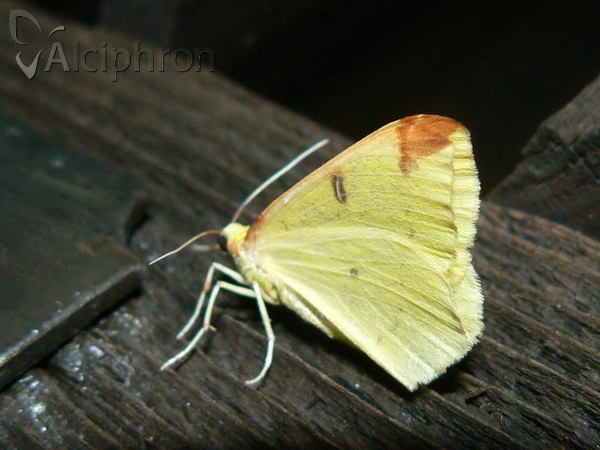 Opisthograptis luteolata