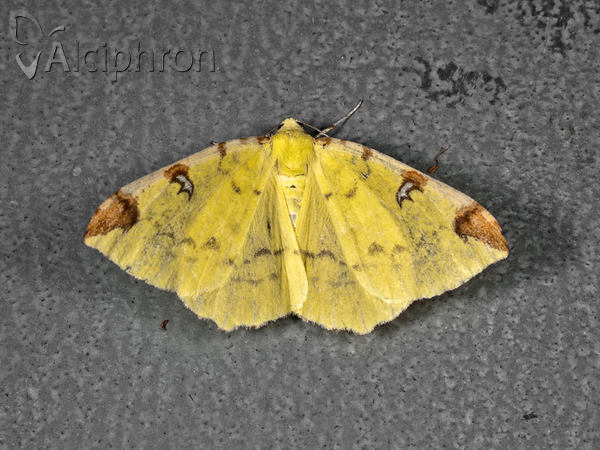 Opisthograptis luteolata