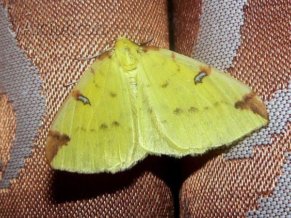 Opisthograptis luteolata