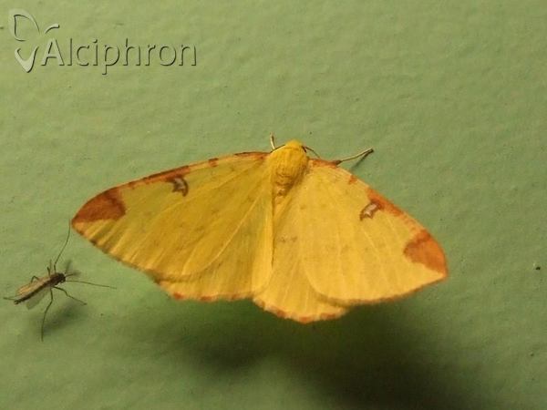 Opisthograptis luteolata