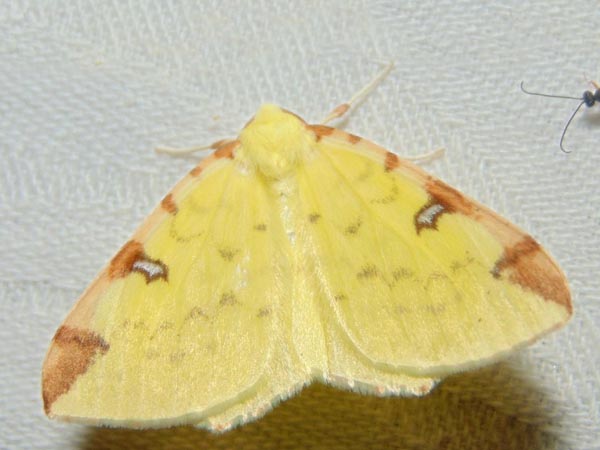 Opisthograptis luteolata
