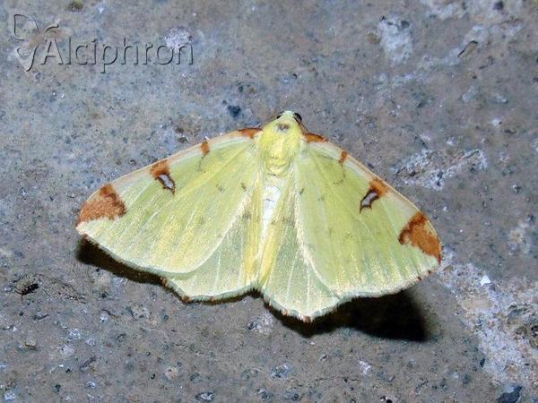 Opisthograptis luteolata