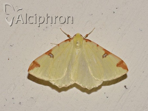 Opisthograptis luteolata