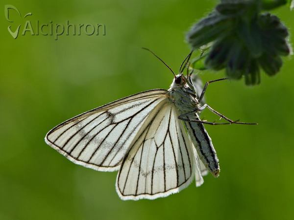 Siona lineata