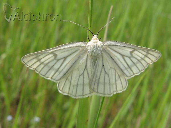 Siona lineata