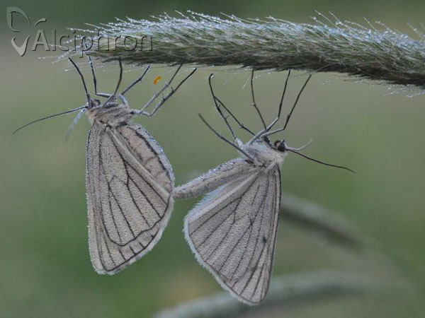 Siona lineata