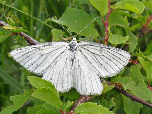 Siona lineata