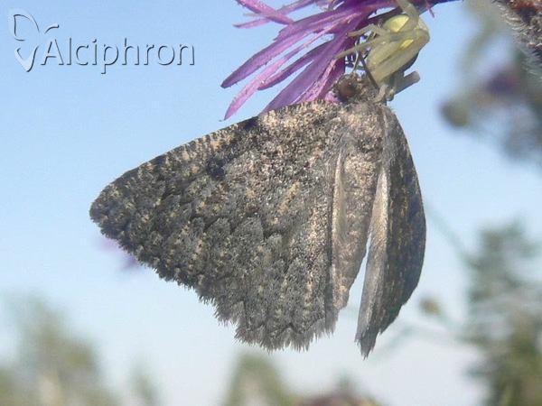 Charissa obscurata