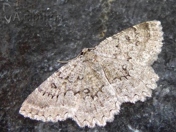 Charissa obscurata