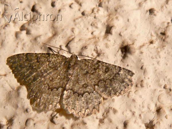 Charissa obscurata