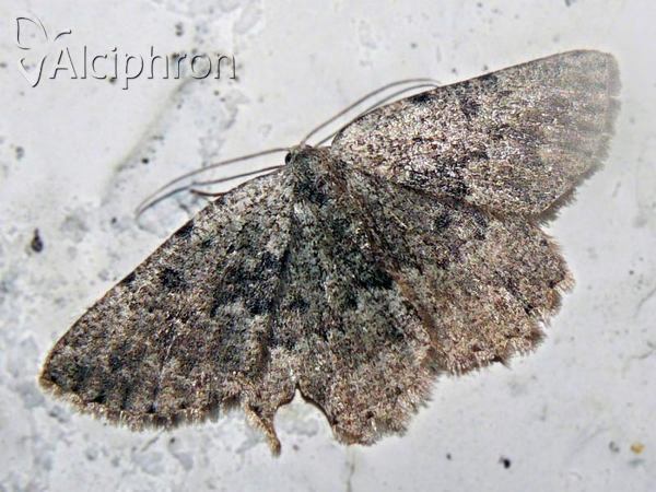 Charissa obscurata