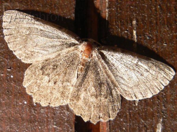 Charissa obscurata