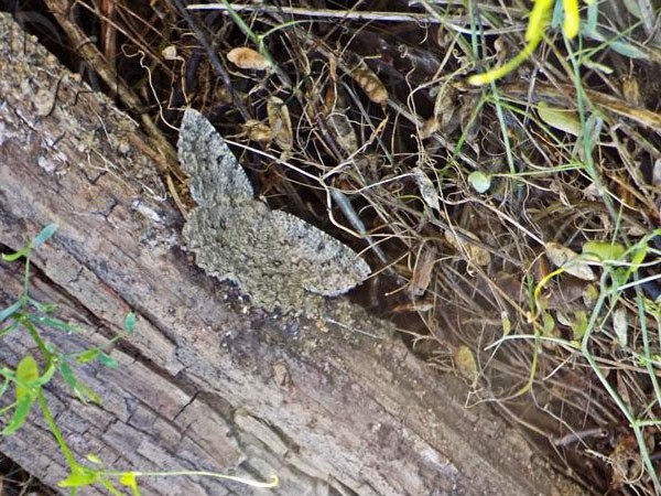 Charissa obscurata