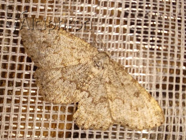 Charissa obscurata