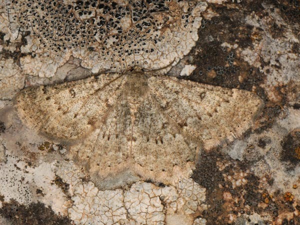 Charissa certhiatus