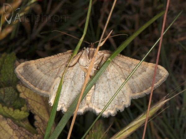 Charissa certhiatus