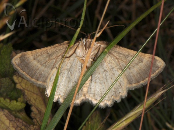 Charissa graecaria