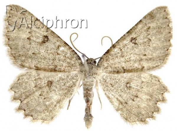 Charissa graecaria