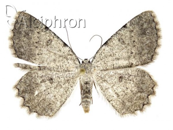 Charissa graecaria