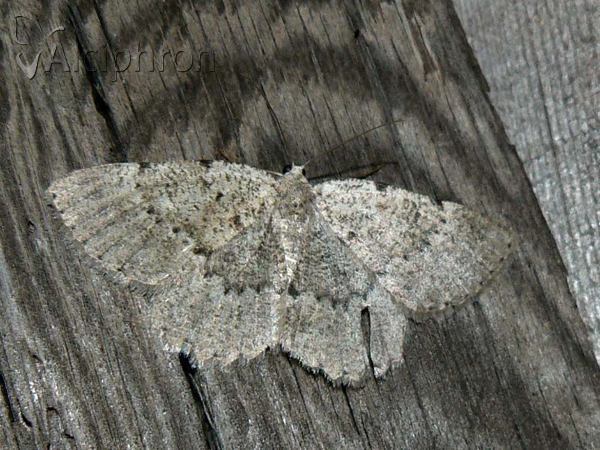 Charissa pullata