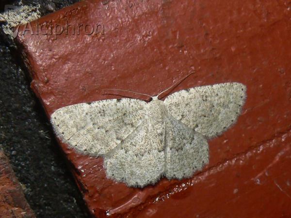 Charissa pullata